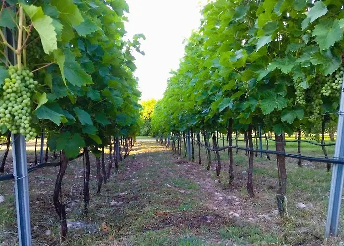 Mia Airport Apartment Podgorica